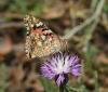 Vanessa cardui